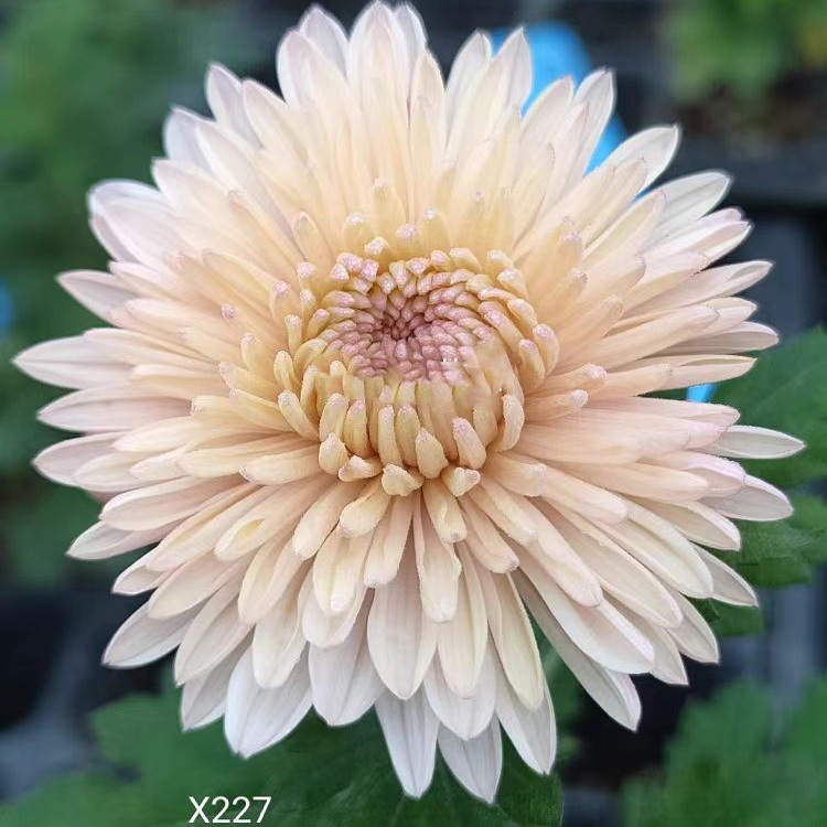 耐寒耐热切花菊 X227广寒宫   穴苗 全店满28元包邮