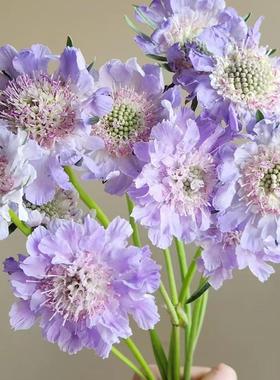 耐寒耐热 超仙儿切花蓝盆花 高加索蓝色 11公分盆苗  满28元包邮