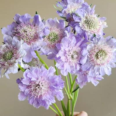 耐寒耐热 超仙儿切花蓝盆花 高加索蓝色 11公分盆苗  满28元包邮