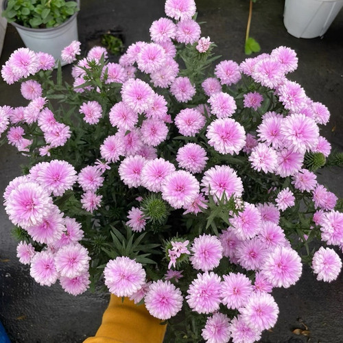 紫菀 小苗  莎夏 黛布拉 伊娃 28元包邮