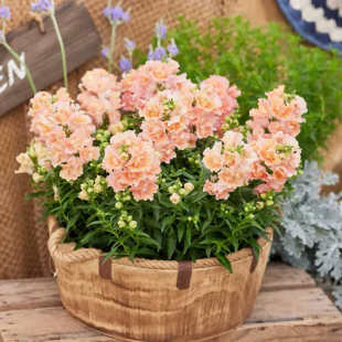 双子星系列 多季 节开花 耐寒耐热 包邮 重瓣金鱼草 28元 新品