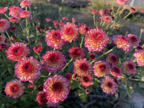 耐寒耐热千头菊切花菊花苗 可爱粉真的好好50穴小苗满28元包邮