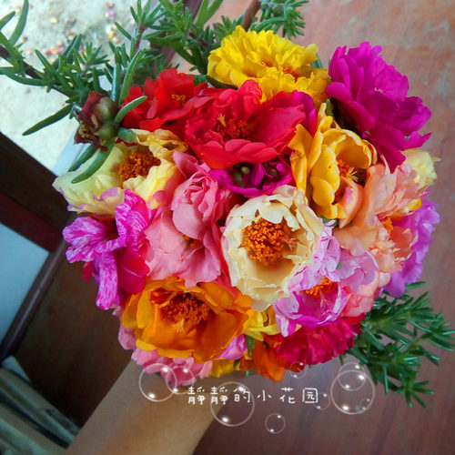 喜热新品种结籽太阳花 混色从春开到秋不怕热的花