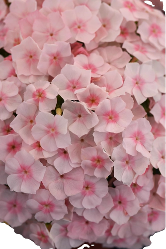 福禄考庭院阳台露台四季