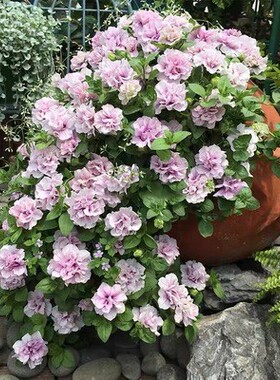 耐寒耐热现苗重瓣垂吊直立矮牵牛 穴苗小苗满 28元包邮