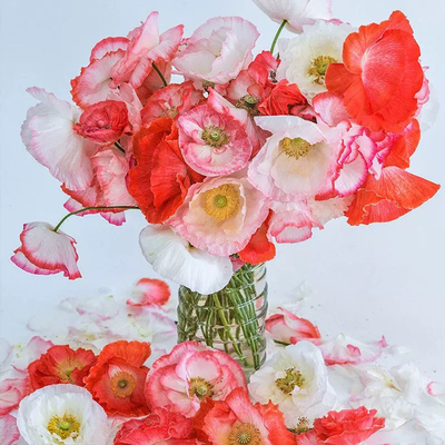 虞美人 坠入爱河系列 小苗 满28元包邮