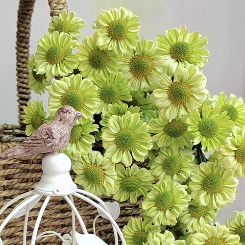 切花小菊   抹茶（325) 花苗 满28元包邮