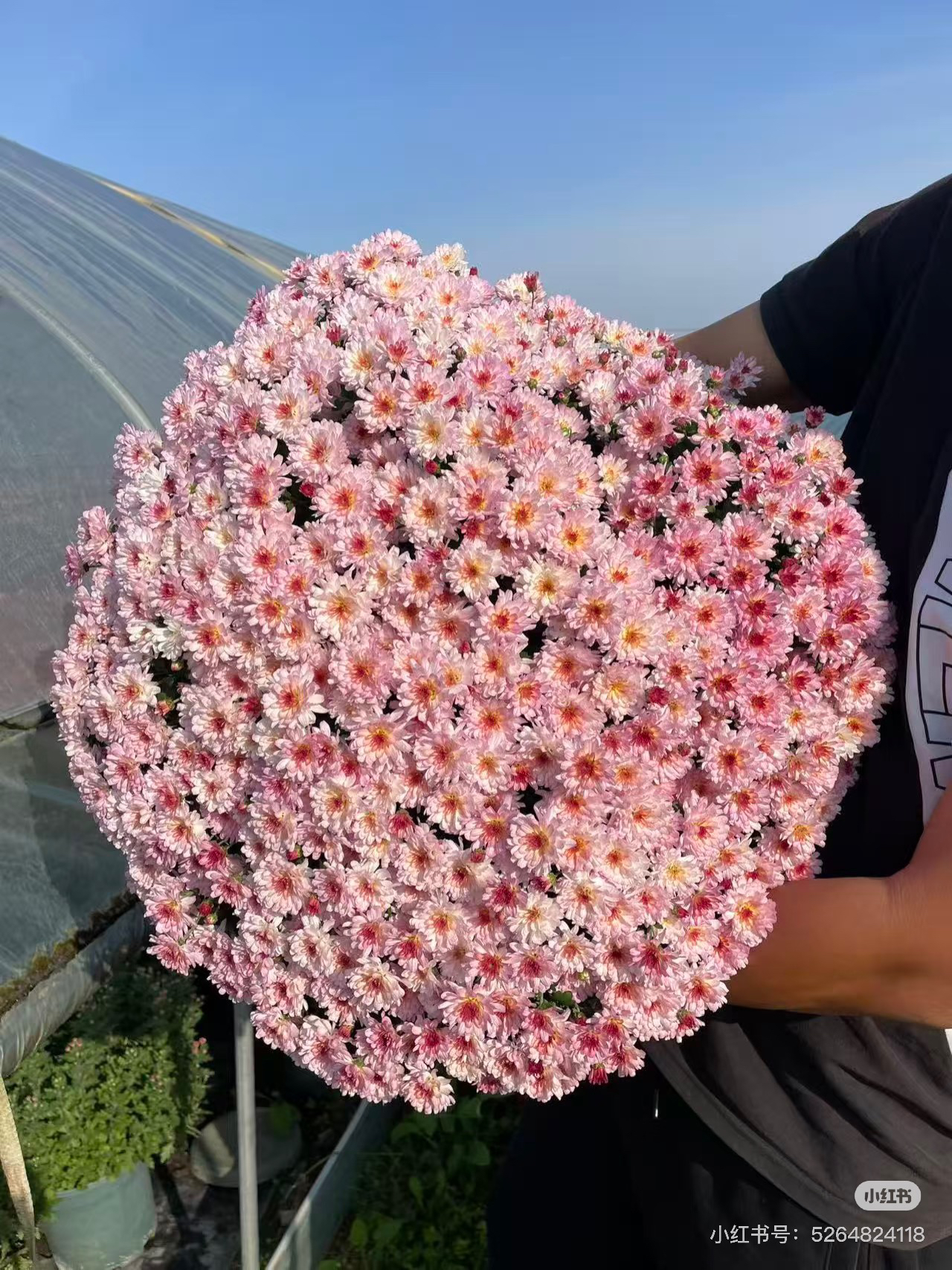 光束粉白 花园球菊小苗盆苗 耐寒耐热  多花千头菊 28元包邮