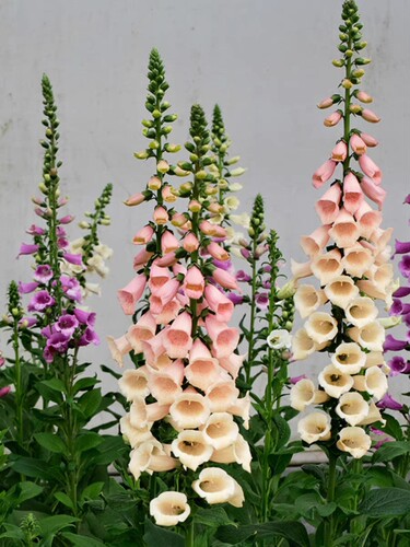 耐寒耐热 毛地黄  斑点狗桃粉色 满28元包邮