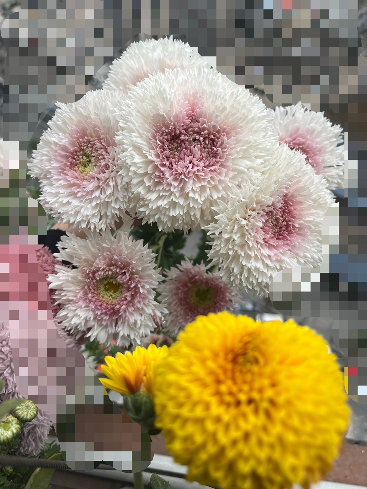 耐寒耐热泰迪菊花苗 小苗 满28元包邮