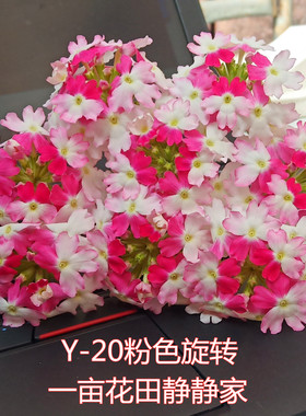 耐寒耐热 到货务必当天及时取 开花机器 美女樱花苗 28元包邮