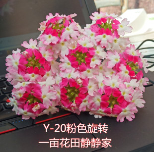 到货务必当天及时取 包邮 开花机器 28元 美女樱花苗 耐寒耐热