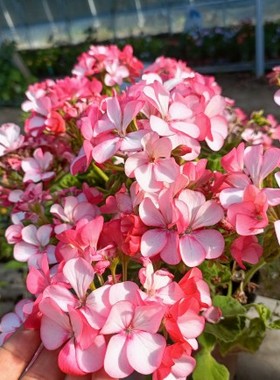 务必当天及时取 强推 天竺葵 衬裙 开花 机器 11公分盆苗