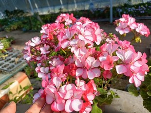 务必当天及时取 强推 天竺葵 衬裙 开花 机器 11公分盆苗