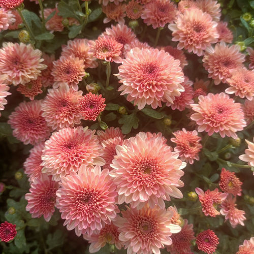 耐寒耐热 切花菊 千头菊 果汁菊  扦插小苗 多季开花满28元包邮