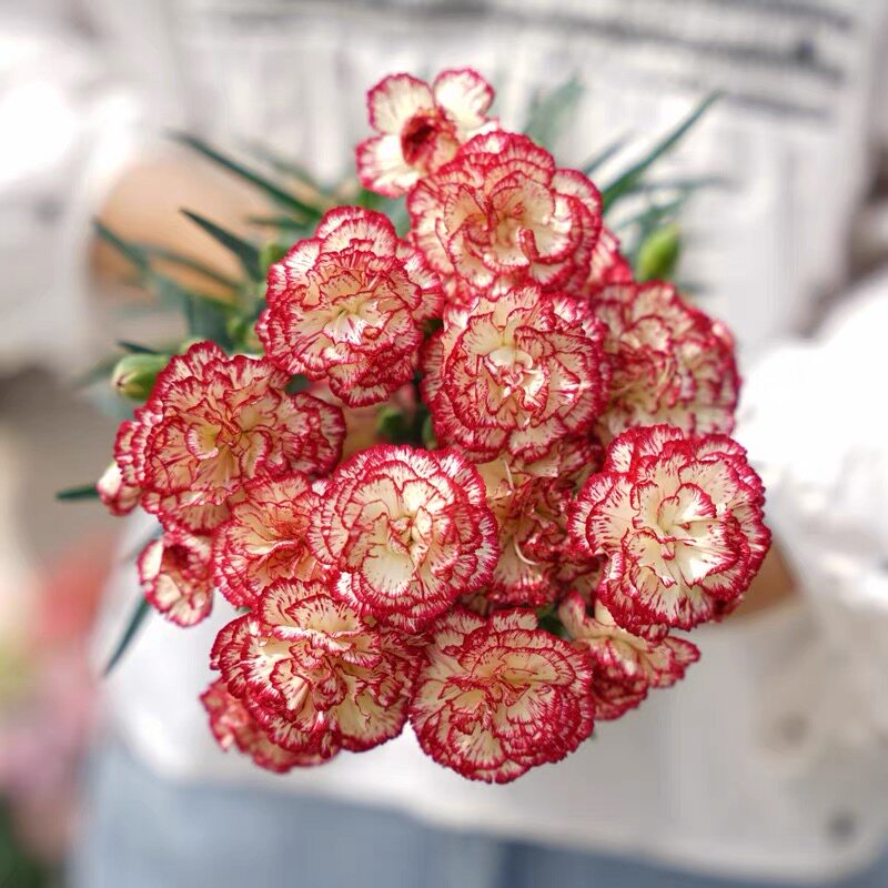 耐寒耐热 康乃馨 花苗盆栽 多季节开花 28元包邮