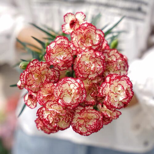 耐寒耐热 康乃馨 花苗盆栽 多季节开花 28元包邮