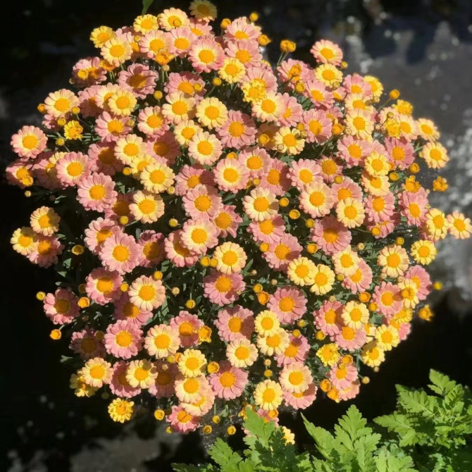 玛格丽特花苗小苗 M68 蜜糖 开花机器  28元包邮