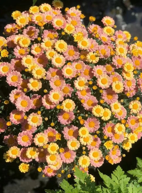 玛格丽特花苗小苗 M68 蜜糖 开花机器  28元包邮