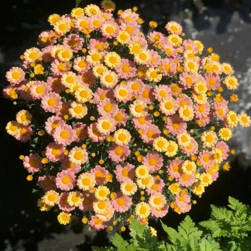 玛格丽特花苗小苗 M68 蜜糖 开花机器  28元包邮