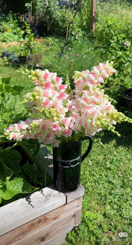 高杆切花品种金鱼草 小苗 满28元包邮