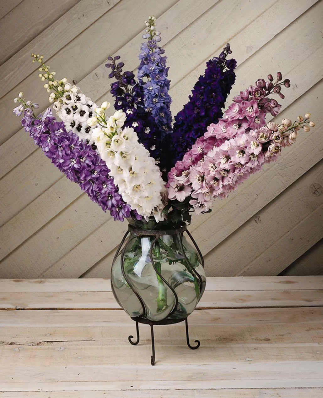 大花飞燕草 北极光神秘之水系列天蓝白心色 超级耐寒  满28元包邮