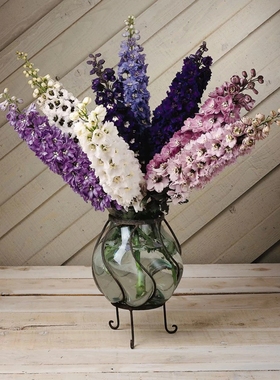 大花飞燕草 北极光神秘之水系列天蓝白心色 超级耐寒  满28元包邮