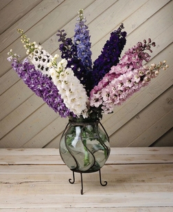 包邮 大花飞燕草 满28元 超级耐寒 北极光神秘之水系列天蓝白心色