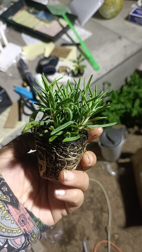 匍匐直立阔叶迷迭香花苗  食用泡茶等 满28元包邮