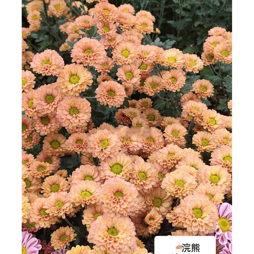 耐寒耐热 切花菊 422 浣熊  扦插小苗 春秋开花