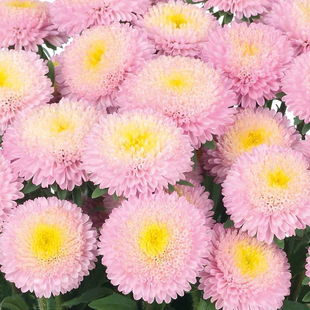 耐热春夏秋开花 大花翠菊 蓬蓬系列 小苗  25元包邮