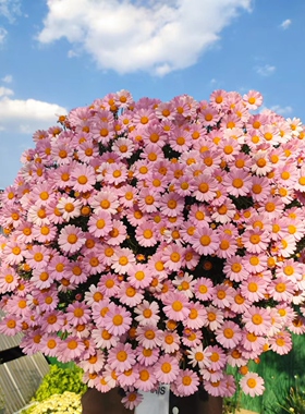 玛格丽特花苗 小苗 M30 耐热粉单 满28元包邮