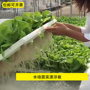 空心菜无土栽培价格 空心菜无土栽培图片 星期三