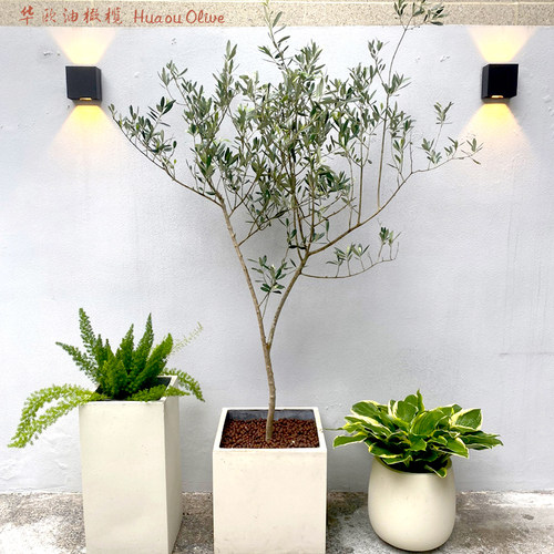 庭院盆栽油橄榄树高级灰银叶阳台