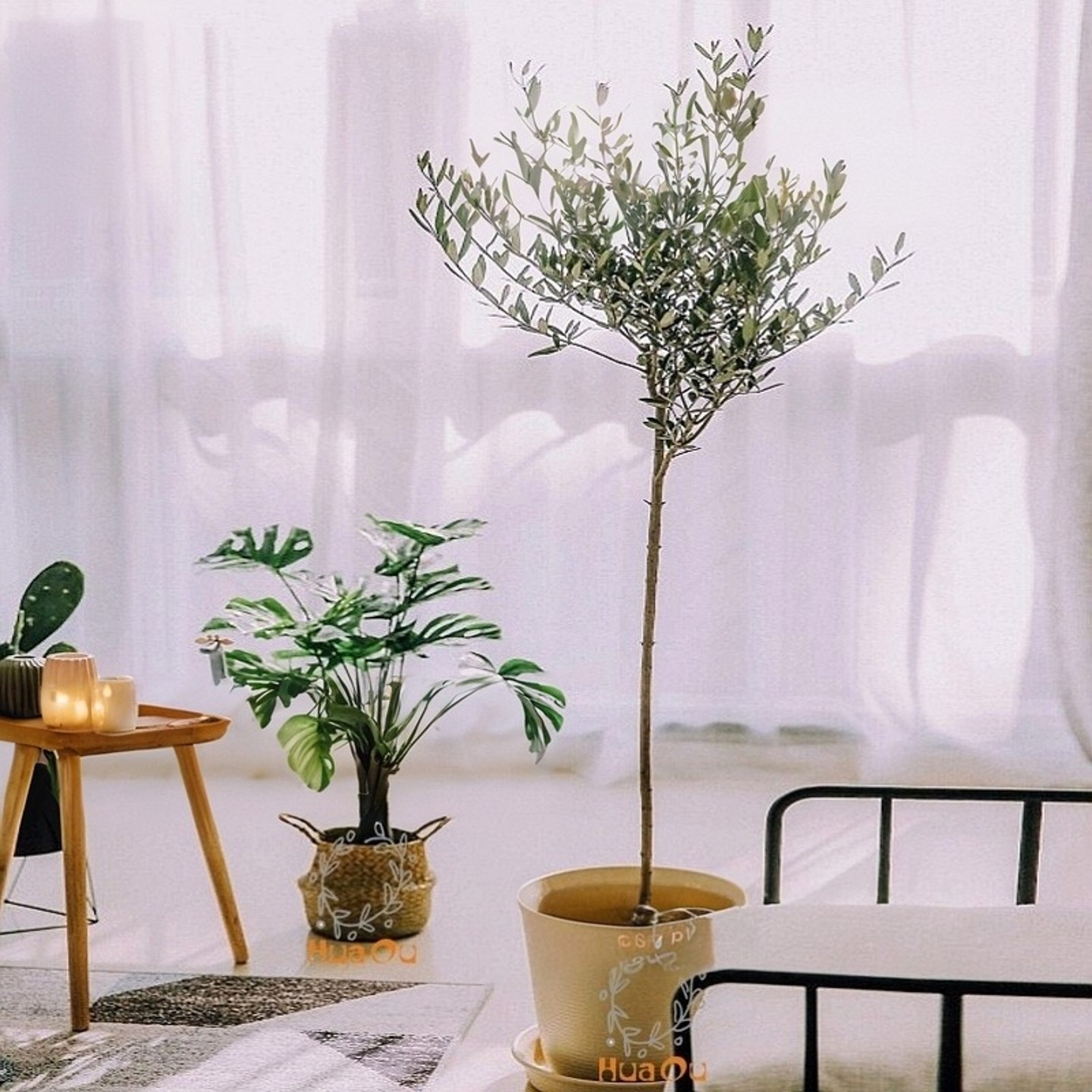 油橄榄树盆栽棒棒糖植物耐寒庭院