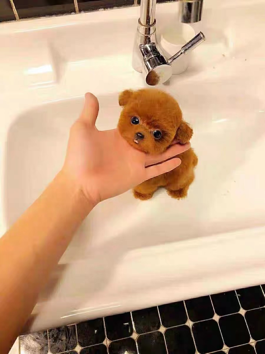 出售纯种泰迪犬幼犬长不大的茶杯玩具体泰迪犬迷你型贵宾宠物狗狗