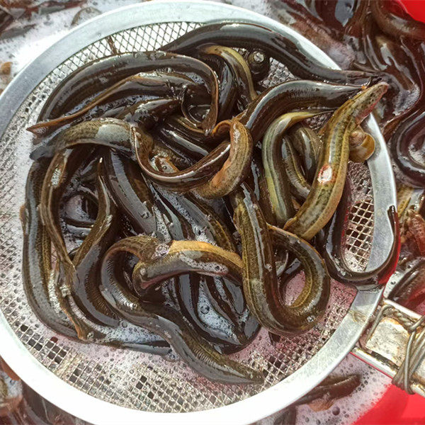 黑龙江冷水淡水鱼生长鲜活大泥鳅鱼泥喽勾子鱼冷水鱼圆尾