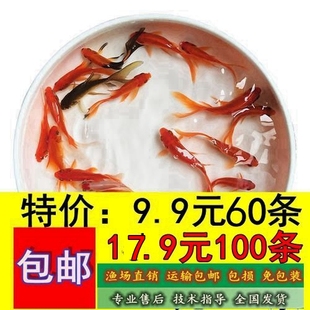 草金鱼活体观赏鱼冷水鱼小金鱼活鱼好养淡水锦鲫鱼饲料鱼 包邮