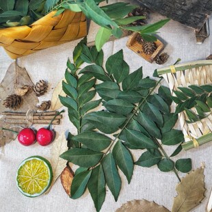 印厨【新鲜咖喱叶/调料九里香】100g火锅卤菜肉咖喱香料增香调味