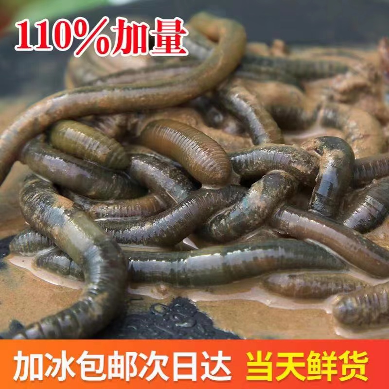 黑蚯蚓钓黄鳝松土大青