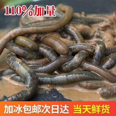 黑蚯蚓钓黄鳝松土大青