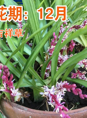 吉祥草观音草盆栽乔迁喜庆室内摆放小叶万年青紫花四季常青绿植花