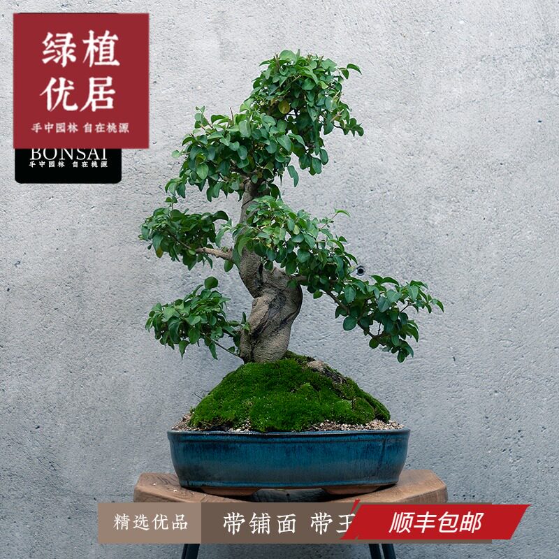 风水绿植价格 风水绿植图片 星期三