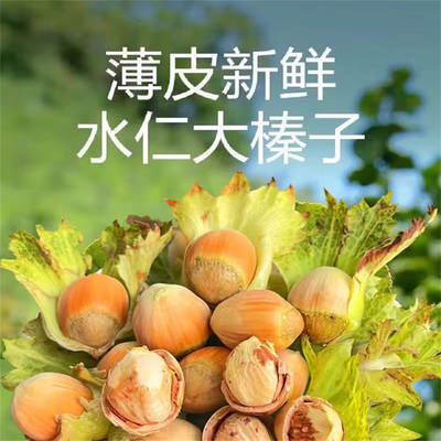 【肆一家乡】东北大榛子2026现摘坚果水仁清甜送钳子