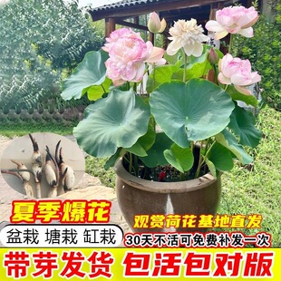 四季开花莲藕苗大型观赏荷花种藕苗 莲藕种苗 盆栽荷花种根苗水培