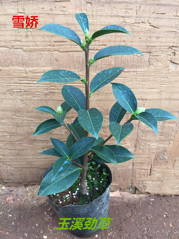 云南茶花传统品种 2年雪娇精品 茶花靠接苗