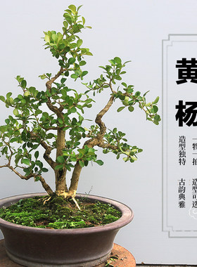 黄杨阳台庭院净化空气美观
