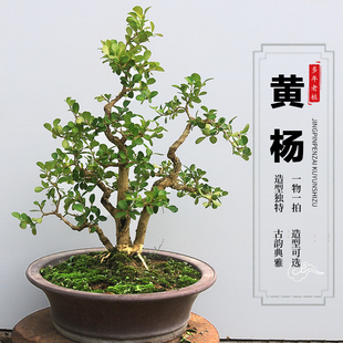 黄杨树苗盆景老树桩精品名贵矮霸皱皮小叶瓜子黄杨庭院造型树盆栽