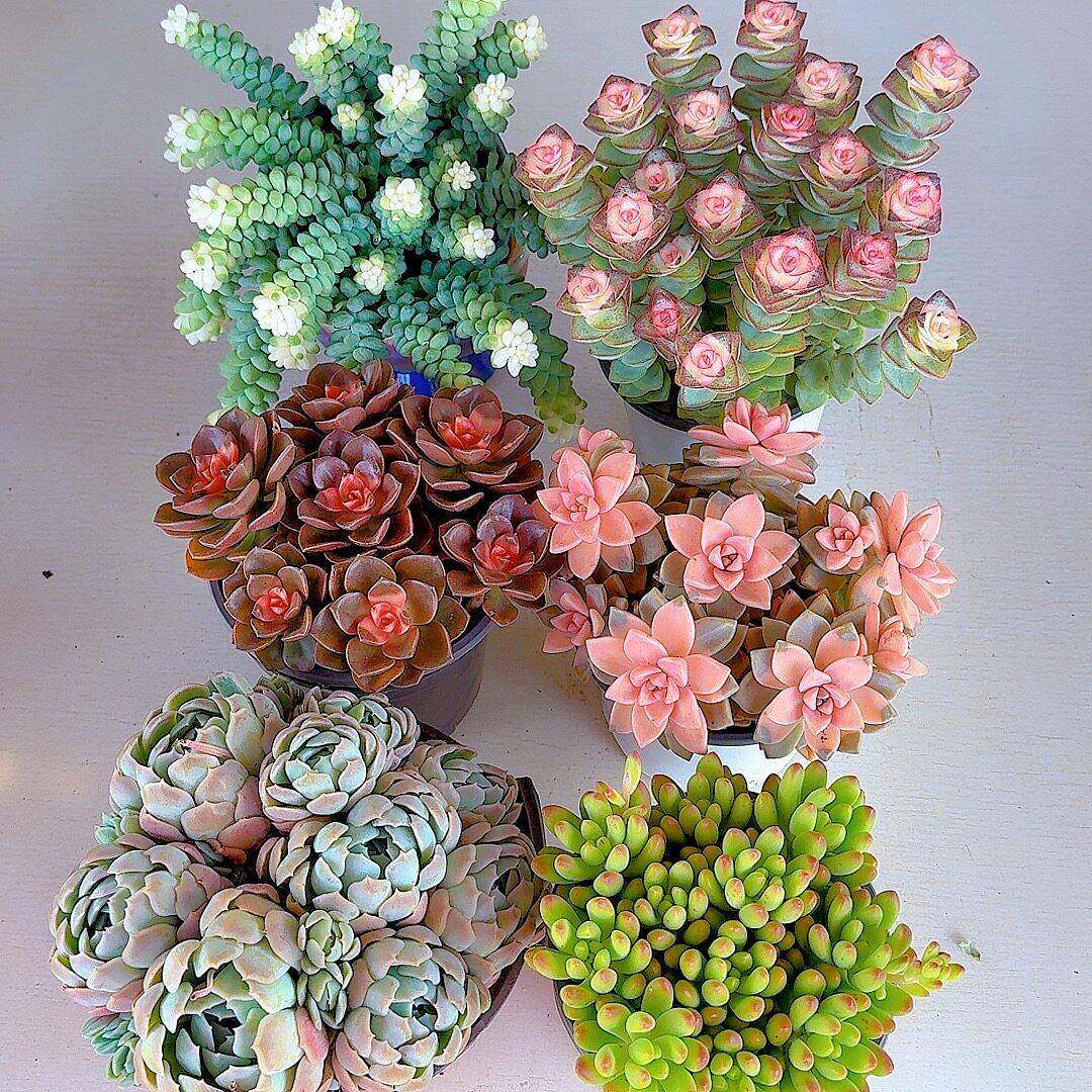 新疆包邮果冻乙女心多肉植物组合套餐室内阳台庭院花卉绿植盆栽好
