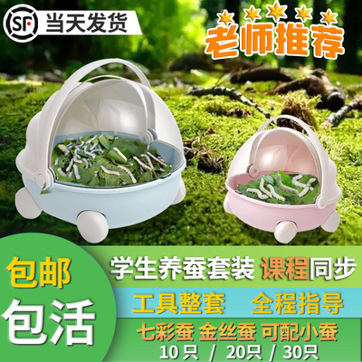 蚕宝宝科普养蚕套装送新鲜桑叶